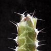 Vai alla scheda di Euphorbia caloderma