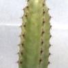 Vai alla scheda di Euphorbia canariensis