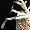 Vai alla scheda di Euphorbia cap-saintemariensis