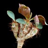 Vai alla scheda di Euphorbia capmanambatoensis