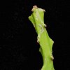 Vai alla scheda di Euphorbia cattimandoo