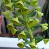 Vai alla scheda di Euphorbia characias v. wulfenii