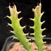 Vai alla scheda di Euphorbia clavigera