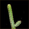 Vai alla scheda di Euphorbia coerulans