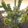 Vai alla scheda di Euphorbia coerulescens