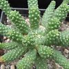 Vai alla scheda di Euphorbia colliculina