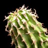 Vai alla scheda di Euphorbia columnaris