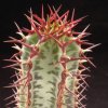 Vai alla scheda di Euphorbia confinalis ssp. rhodesiaca