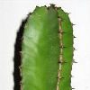 Vai alla scheda di Euphorbia cooperi