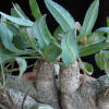 Vai alla scheda di Euphorbia crispa