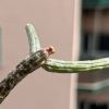 Vai alla scheda di Euphorbia cryptospinosa