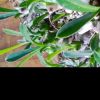 Vai alla scheda di Euphorbia cv. cocklebur