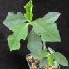 Vai alla scheda di Euphorbia cyathophora