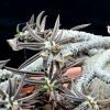 Vai alla scheda di Euphorbia cylindrifolia