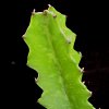 Vai alla scheda di Euphorbia deightonii