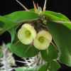 Vai alla scheda di Euphorbia delphinensis