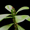 Vai alla scheda di Euphorbia desmondii