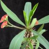 Vai alla scheda di Euphorbia didieroides