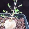 Vai alla scheda di Euphorbia dimorphocaulon