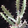Vai alla scheda di Euphorbia doinetiana