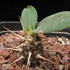 Vai alla scheda di Euphorbia duranii