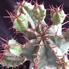 Vai alla scheda di Euphorbia echinus