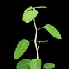 Vai alla scheda di Euphorbia ephedromorpha