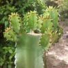 Vai alla scheda di Euphorbia erythraea