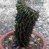 Vai alla scheda di Euphorbia erythraea f. cristata