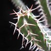 Vai alla scheda di Euphorbia evansii