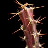 Vai alla scheda di Euphorbia eyassiana