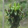 Vai alla scheda di Euphorbia fasciculata