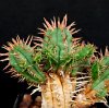 Vai alla scheda di Euphorbia ferox