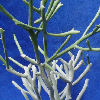 Vai alla scheda di Euphorbia fiherenensis