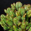 Vai alla scheda di Euphorbia fimbriata
