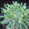 Vai alla scheda di Euphorbia flanaganii