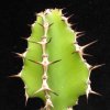 Vai alla scheda di Euphorbia franckiana
