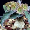 Vai alla scheda di Euphorbia francoisii