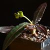 Vai alla scheda di Euphorbia francoisii v. crassicaulis
