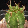 Vai alla scheda di Euphorbia frankii