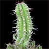 Vai alla scheda di Euphorbia fruticosa