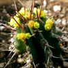 Vai alla scheda di Euphorbia fruticulosa