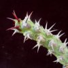 Vai alla scheda di Euphorbia galgalana