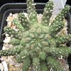 Vai alla scheda di Euphorbia gamkaensis