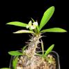 Vai alla scheda di Euphorbia genoudiana