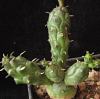 Vai alla scheda di Euphorbia globosa