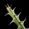 Vai alla scheda di Euphorbia glochidiata