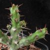 Vai alla scheda di Euphorbia godana