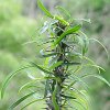 Vai alla scheda di Euphorbia gottlebei
