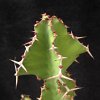 Vai alla scheda di Euphorbia grandicornis
